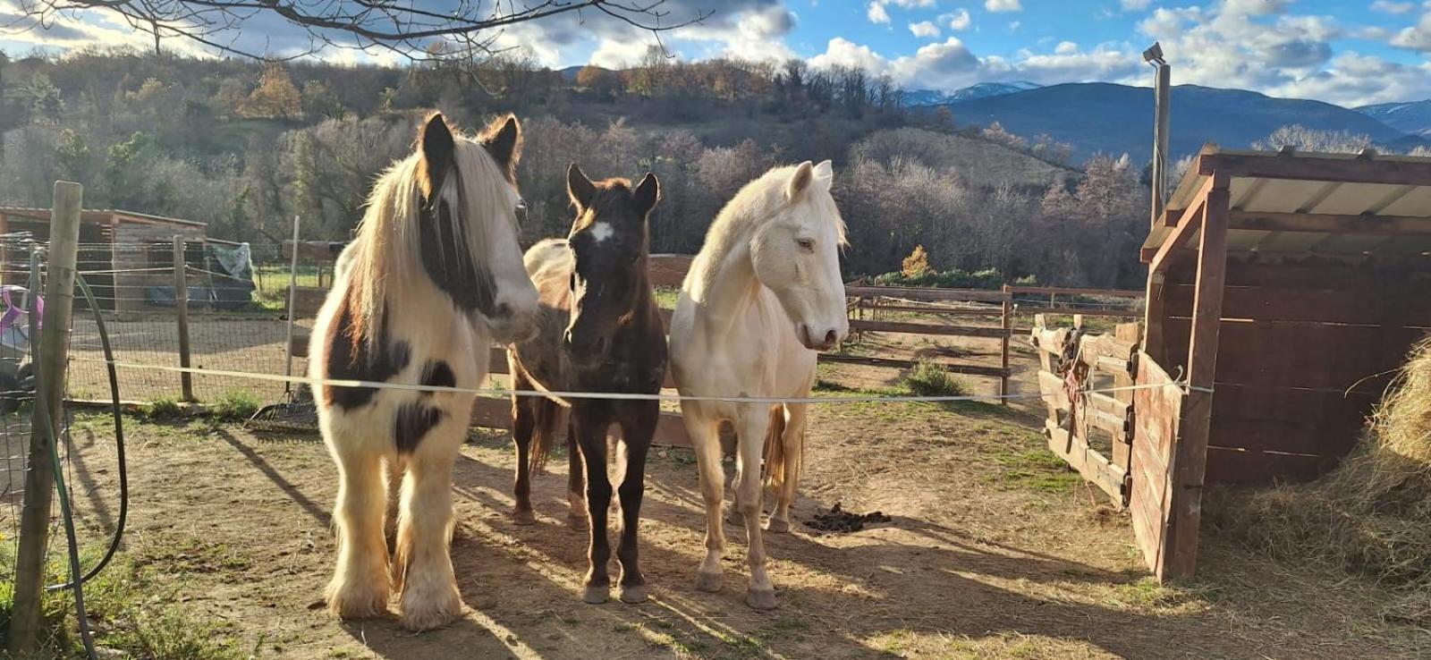 Chambre D'Hotes Le Petit Ranch Los Masos Екстер'єр фото